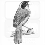 Common Yellowthroat