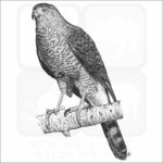 Cooper's Hawk