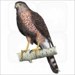 Cooper's Hawk illustration