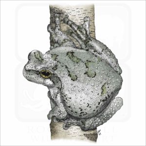 Cope's Gray Tree Frog illustration