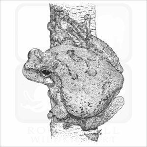 Cope's Gray Treefrog