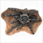 Costa Rican Zebra Tarantula illustration