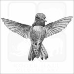 Costa's Hummingbird