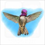Costa's Hummingbird illustration