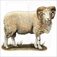 Cotswold Sheep illustration