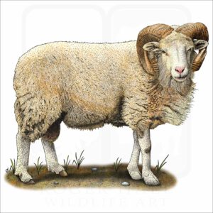 Cotswold Sheep illustration