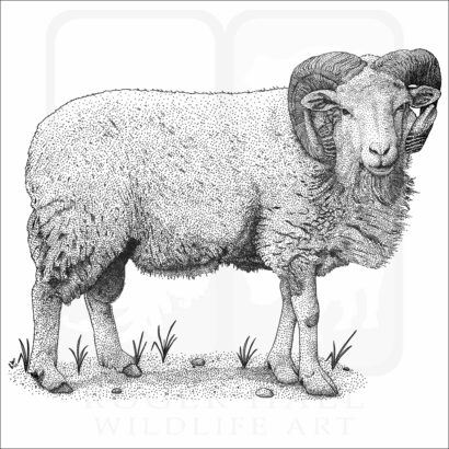 Cotswold Sheep