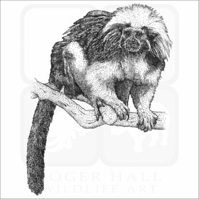 Cotton-Top Tamarin