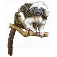 Cotton-Top Tamarin illustration