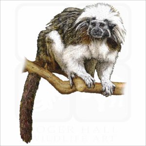 Cotton-Top Tamarin illustration