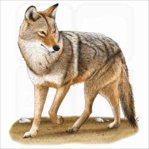 Coyote illustration