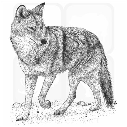 Coyote