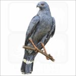 Crane Hawk illustration