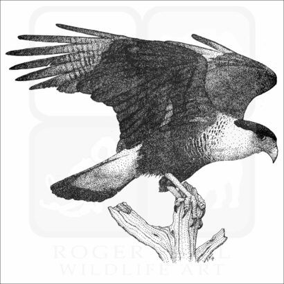 Northern Crested Caracara illustration