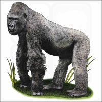 Cross River Gorilla illustration