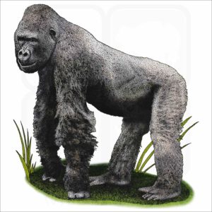 Cross River Gorilla illustration