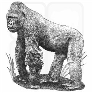 Cross River Gorilla