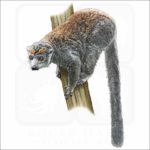Crowned Lemur illustration