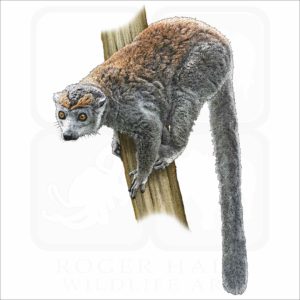 Crowned Lemur illustration