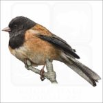 Dark-Eyed Junco illustration