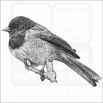 Dark-Eyed Junco