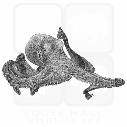 Day Octopus