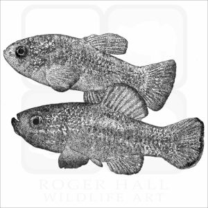 Death Valley Pupfish