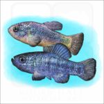 Death Valley Pupfish illustration