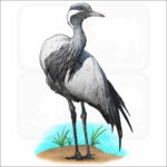 Demoiselle Crane illustration