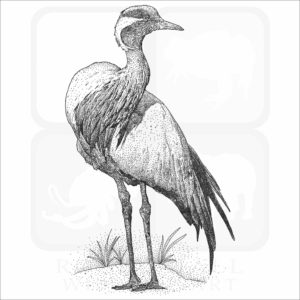 Demoiselle Crane