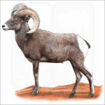 Desert Bighorn illustration