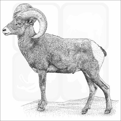 Desert Bighorn