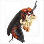 Desert Blister Beetle illustration