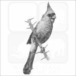 Desert Cardinal