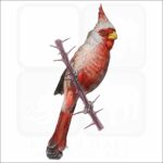 Desert Cardinal illustration