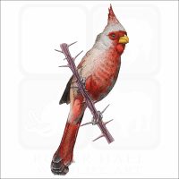 Desert Cardinal illustration
