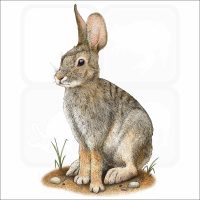 Desert Cottontail illustration