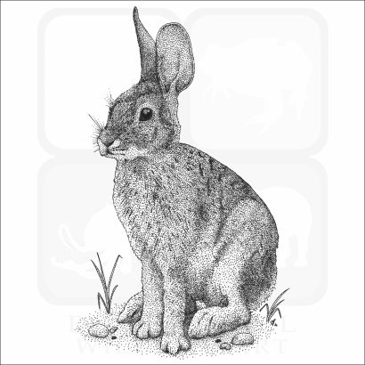 Desert Cottontail