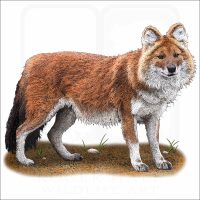 Dhole or Asiatic Wild Dog illustration