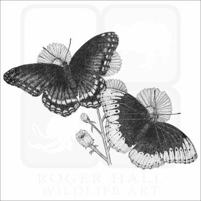 Diana Fritillary Butterflies