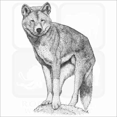 dingo