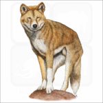 Dingo illustration