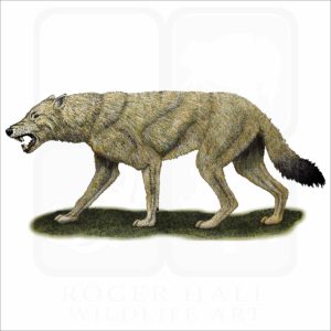 Dire Wolf illustration