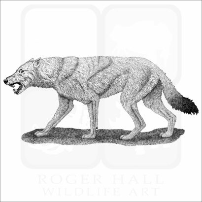 Dire Wolf