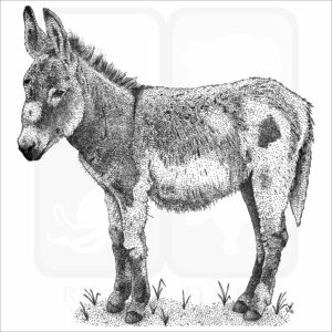 Domestic Donkey