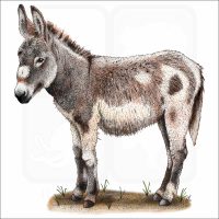Domestic Donkey illustration