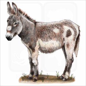 Domestic Donkey illustration