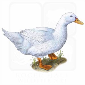 Domestic Duck illustration