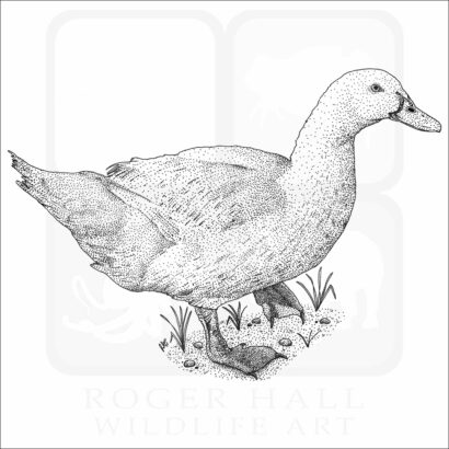 Domestic Duck