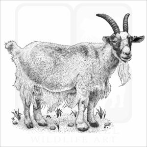Domestic Goat